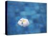 Frangipani Flower in Pool, Ubud, Bali, Indonesia-Ian Trower-Stretched Canvas