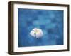 Frangipani Flower in Pool, Ubud, Bali, Indonesia-Ian Trower-Framed Photographic Print