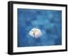 Frangipani Flower in Pool, Ubud, Bali, Indonesia-Ian Trower-Framed Photographic Print