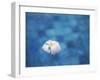 Frangipani Flower in Pool, Ubud, Bali, Indonesia-Ian Trower-Framed Photographic Print