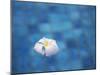 Frangipani Flower in Pool, Ubud, Bali, Indonesia-Ian Trower-Mounted Photographic Print