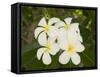 Frangipani Flowers, Fakarawa, Tuamotu Archipelago, French Polynesia Islands-Sergio Pitamitz-Framed Stretched Canvas