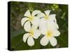 Frangipani Flowers, Fakarawa, Tuamotu Archipelago, French Polynesia Islands-Sergio Pitamitz-Stretched Canvas