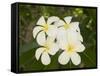 Frangipani Flowers, Fakarawa, Tuamotu Archipelago, French Polynesia Islands-Sergio Pitamitz-Framed Stretched Canvas