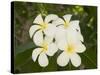 Frangipani Flowers, Fakarawa, Tuamotu Archipelago, French Polynesia Islands-Sergio Pitamitz-Stretched Canvas