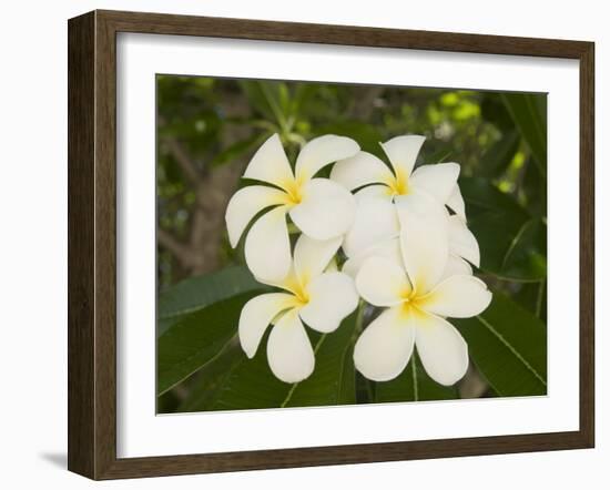 Frangipani Flowers, Fakarawa, Tuamotu Archipelago, French Polynesia Islands-Sergio Pitamitz-Framed Photographic Print