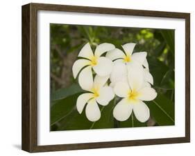 Frangipani Flowers, Fakarawa, Tuamotu Archipelago, French Polynesia Islands-Sergio Pitamitz-Framed Photographic Print