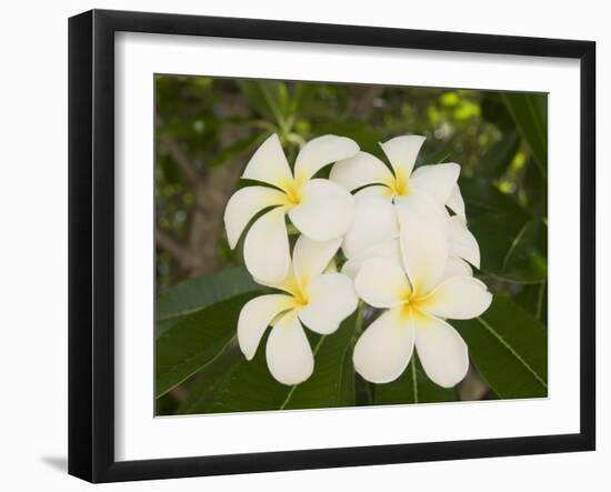 Frangipani Flowers, Fakarawa, Tuamotu Archipelago, French Polynesia Islands-Sergio Pitamitz-Framed Photographic Print