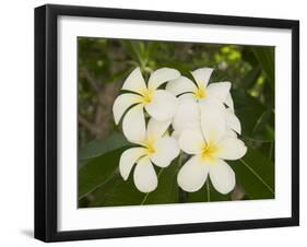 Frangipani Flowers, Fakarawa, Tuamotu Archipelago, French Polynesia Islands-Sergio Pitamitz-Framed Photographic Print