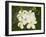 Frangipani Flowers, Fakarawa, Tuamotu Archipelago, French Polynesia Islands-Sergio Pitamitz-Framed Photographic Print