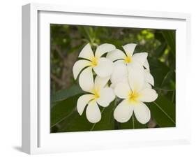 Frangipani Flowers, Fakarawa, Tuamotu Archipelago, French Polynesia Islands-Sergio Pitamitz-Framed Photographic Print