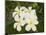 Frangipani Flowers, Fakarawa, Tuamotu Archipelago, French Polynesia Islands-Sergio Pitamitz-Mounted Photographic Print