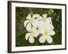 Frangipani Flowers, Fakarawa, Tuamotu Archipelago, French Polynesia Islands-Sergio Pitamitz-Framed Photographic Print