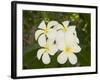 Frangipani Flowers, Fakarawa, Tuamotu Archipelago, French Polynesia Islands-Sergio Pitamitz-Framed Photographic Print