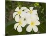 Frangipani Flowers, Fakarawa, Tuamotu Archipelago, French Polynesia Islands-Sergio Pitamitz-Mounted Photographic Print