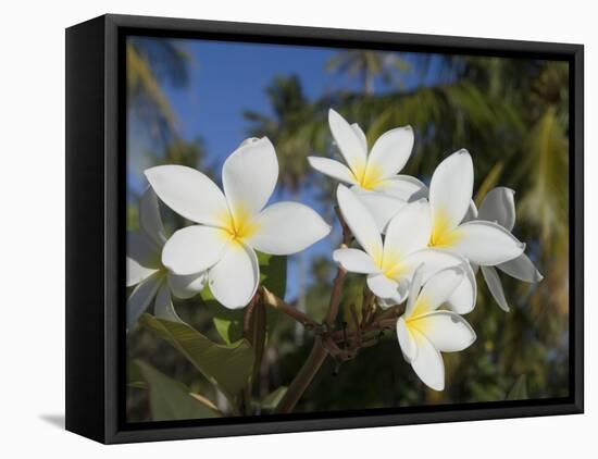 Frangipani Flowers, Fakarawa, Tuamotu Archipelago, French Polynesia Islands-Sergio Pitamitz-Framed Stretched Canvas