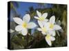 Frangipani Flowers, Fakarawa, Tuamotu Archipelago, French Polynesia Islands-Sergio Pitamitz-Stretched Canvas