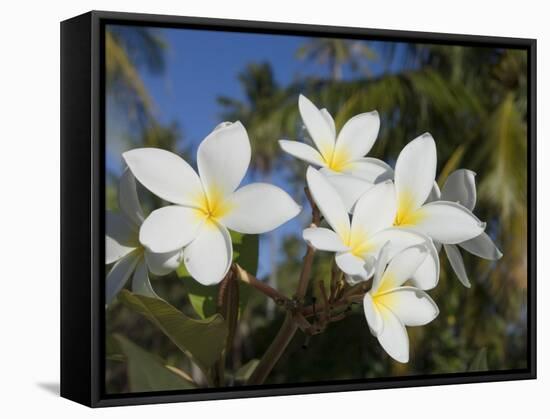 Frangipani Flowers, Fakarawa, Tuamotu Archipelago, French Polynesia Islands-Sergio Pitamitz-Framed Stretched Canvas