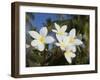 Frangipani Flowers, Fakarawa, Tuamotu Archipelago, French Polynesia Islands-Sergio Pitamitz-Framed Photographic Print