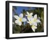 Frangipani Flowers, Fakarawa, Tuamotu Archipelago, French Polynesia Islands-Sergio Pitamitz-Framed Photographic Print