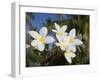 Frangipani Flowers, Fakarawa, Tuamotu Archipelago, French Polynesia Islands-Sergio Pitamitz-Framed Photographic Print