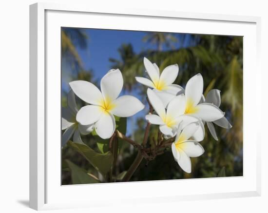 Frangipani Flowers, Fakarawa, Tuamotu Archipelago, French Polynesia Islands-Sergio Pitamitz-Framed Photographic Print