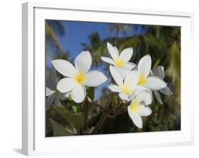 Frangipani Flowers, Fakarawa, Tuamotu Archipelago, French Polynesia Islands-Sergio Pitamitz-Framed Photographic Print