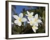 Frangipani Flowers, Fakarawa, Tuamotu Archipelago, French Polynesia Islands-Sergio Pitamitz-Framed Photographic Print