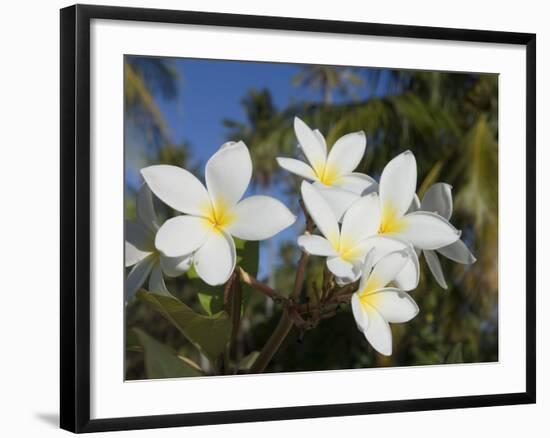 Frangipani Flowers, Fakarawa, Tuamotu Archipelago, French Polynesia Islands-Sergio Pitamitz-Framed Photographic Print