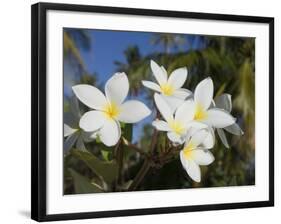 Frangipani Flowers, Fakarawa, Tuamotu Archipelago, French Polynesia Islands-Sergio Pitamitz-Framed Photographic Print