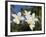 Frangipani Flowers, Fakarawa, Tuamotu Archipelago, French Polynesia Islands-Sergio Pitamitz-Framed Photographic Print