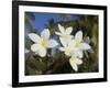 Frangipani Flowers, Fakarawa, Tuamotu Archipelago, French Polynesia Islands-Sergio Pitamitz-Framed Photographic Print