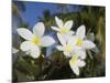 Frangipani Flowers, Fakarawa, Tuamotu Archipelago, French Polynesia Islands-Sergio Pitamitz-Mounted Photographic Print
