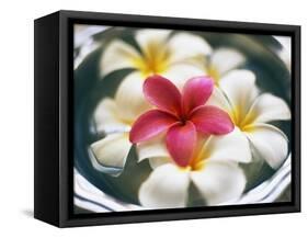 Frangipani Flowers in Bowl of Water-Thomas M. Barwick-Framed Stretched Canvas