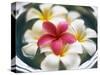 Frangipani Flowers in Bowl of Water-Thomas M. Barwick-Stretched Canvas