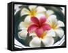 Frangipani Flowers in Bowl of Water-Thomas M. Barwick-Framed Stretched Canvas