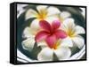 Frangipani Flowers in Bowl of Water-Thomas M. Barwick-Framed Stretched Canvas