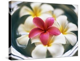 Frangipani Flowers in Bowl of Water-Thomas M. Barwick-Stretched Canvas