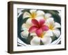 Frangipani Flowers in Bowl of Water-Thomas M. Barwick-Framed Premium Photographic Print