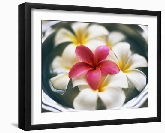 Frangipani Flowers in Bowl of Water-Thomas M. Barwick-Framed Premium Photographic Print