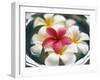 Frangipani Flowers in Bowl of Water-Thomas M. Barwick-Framed Premium Photographic Print