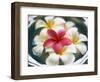 Frangipani Flowers in Bowl of Water-Thomas M. Barwick-Framed Photographic Print