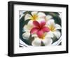 Frangipani Flowers in Bowl of Water-Thomas M. Barwick-Framed Photographic Print