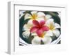 Frangipani Flowers in Bowl of Water-Thomas M. Barwick-Framed Photographic Print