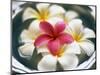 Frangipani Flowers in Bowl of Water-Thomas M. Barwick-Mounted Photographic Print