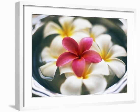 Frangipani Flowers in Bowl of Water-Thomas M. Barwick-Framed Photographic Print