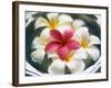 Frangipani Flowers in Bowl of Water-Thomas M. Barwick-Framed Photographic Print