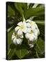 Frangipani Flowers (Plumeria), Nadi, Viti Levu, Fiji, South Pacific-David Wall-Stretched Canvas