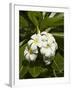 Frangipani Flowers (Plumeria), Nadi, Viti Levu, Fiji, South Pacific-David Wall-Framed Premium Photographic Print