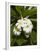 Frangipani Flowers (Plumeria), Nadi, Viti Levu, Fiji, South Pacific-David Wall-Framed Premium Photographic Print